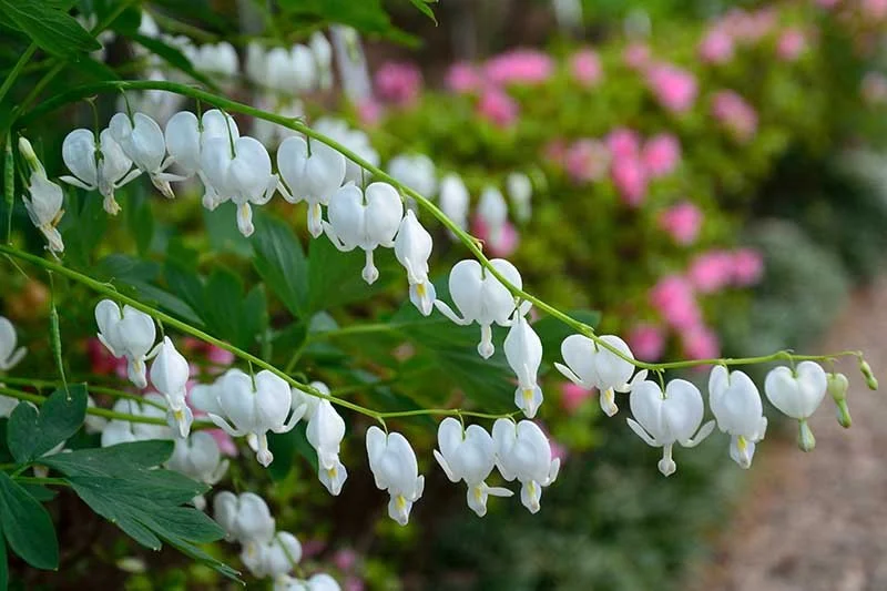 Dicentra spectabilis 